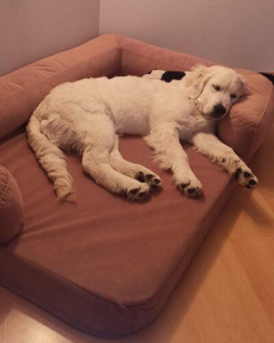 Smotanová Útulňa photo review