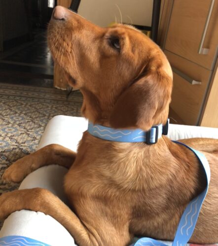 Obojok Porto photo review